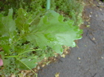 Quercus robur