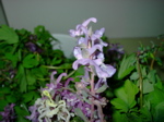 Corydalis