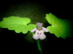 Glechoma hederacea - Blüte