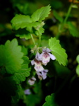 Glechoma hederacea