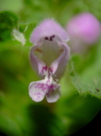 Lamium purpureum - Blüte 1