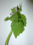 Lamium purpureum 2