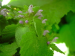 Lamium purpureum