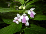 Melittis melissophyllum