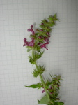 Stachys sylvatica