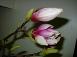 Magnolia sp