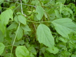 Acer negundo