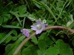 Epilobium montanum