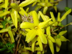Forsythia 1
