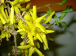 Forsythia 2