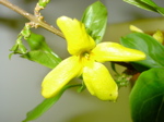 Forsythia x Intermedia
