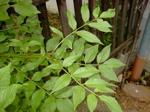 Fraxinus excelsior 2
