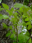 Fraxinus Excelsior