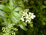 Ligustrum vulgare