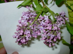 Syringa vulgaris