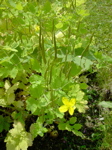 Chelidonium majus 2