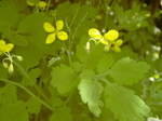 Chelidonium majus