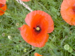 Papaver rhoeas