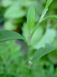 Polygonum aviculare - Blattscheide