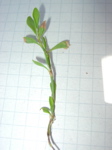 Polygonum aviculare 1
