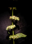 Rumex sanguineus