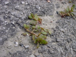 Portulaca oleracea