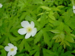 Anemonae canadensis