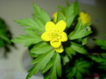 Anemonae ranunculoides