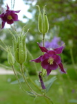 Aquilegia vulgaris 1
