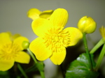 Caltha palustris