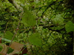 Clematis vitalba - Laubblatt