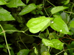 Clematis vitalba 2