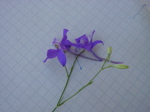 Consolida regalis 1