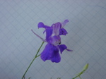 Consolida regalis 2