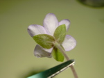 Hepatica nobilis 2