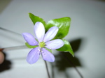 Hepatica nobilis