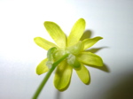 Ranunculus ficaria - Blüte unten