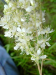 Filipendula vulgaris