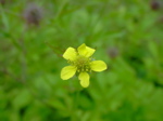 Geum urbanum - Blüte