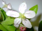 Malus - Blüte