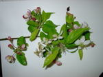 Malus sp