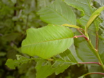Prunus avium - Laubblatt