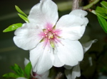 Prunus dulcis 1