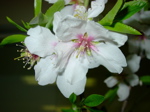 Prunus dulcis 2