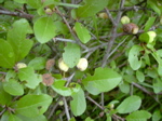 Prunus spinosa - Laubblätter