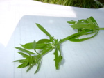 Galium aparine