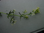 Galium mollugo