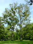 Populus tremula