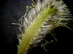 Salix caprea - Infloreszenz männl. - Längsschnitt