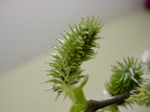 Salix caprea Infloreszenz f